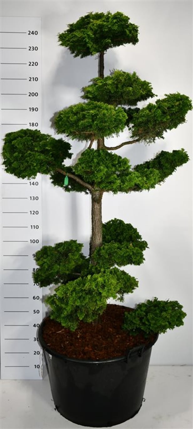 Chamaecyparis o. 'Contorta' - 175-200 CM Bonsai Cont.